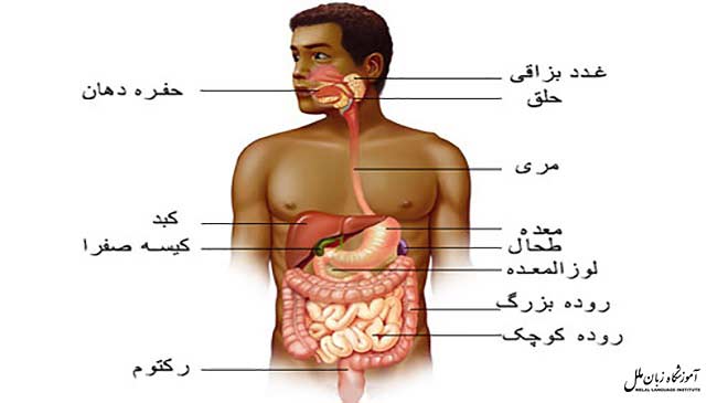 اصطلاحات پزشکی درباره دستگاه گوارش به آلمانی