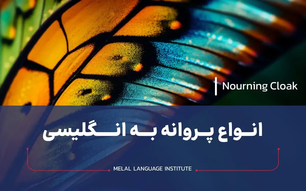 اسم پروانه به انگلیسی
