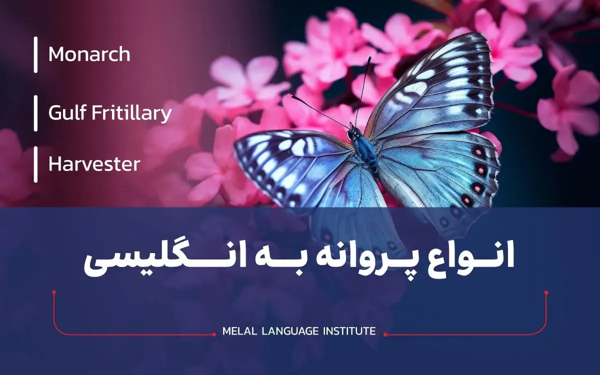 انواع پروانه به انگلیسی