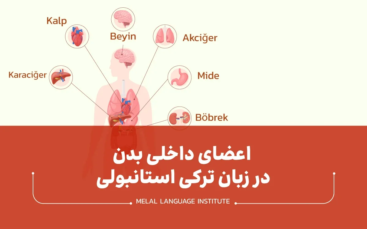 اعضای داخلی بدن در ترکی استانبولی