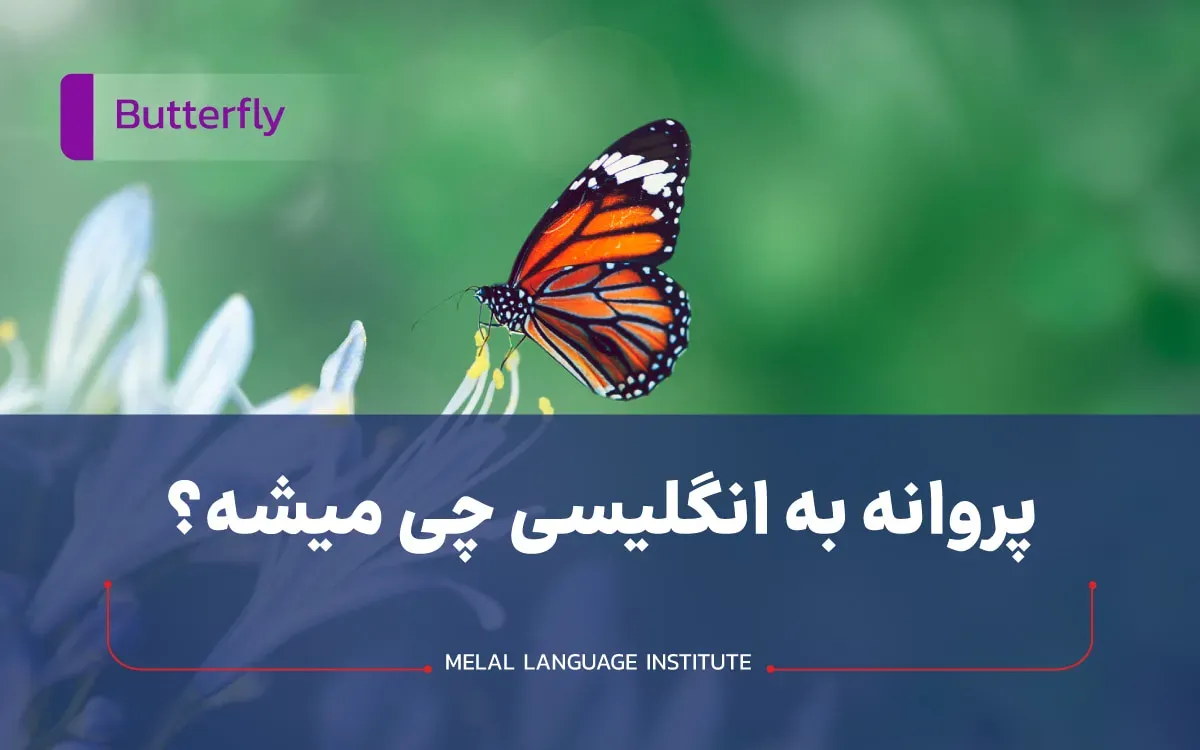 پروانه به انگلیسی چی میشه؟ 