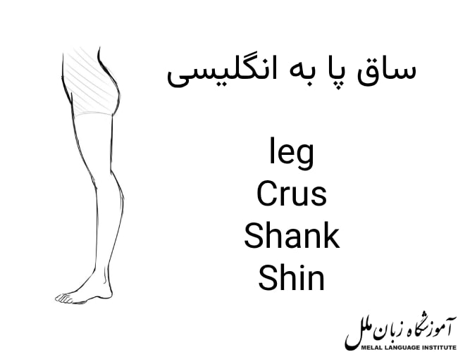 ساق پا به انگلیسی